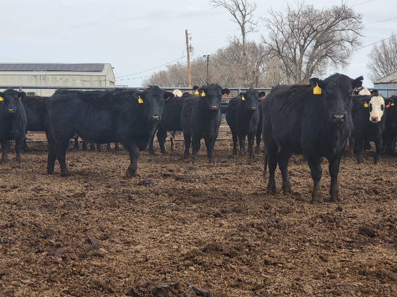 140 Three, Four and Five Year Old Fall Calving Cows